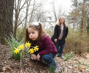 WVU Core Arboretum offers spring flower, bird walks